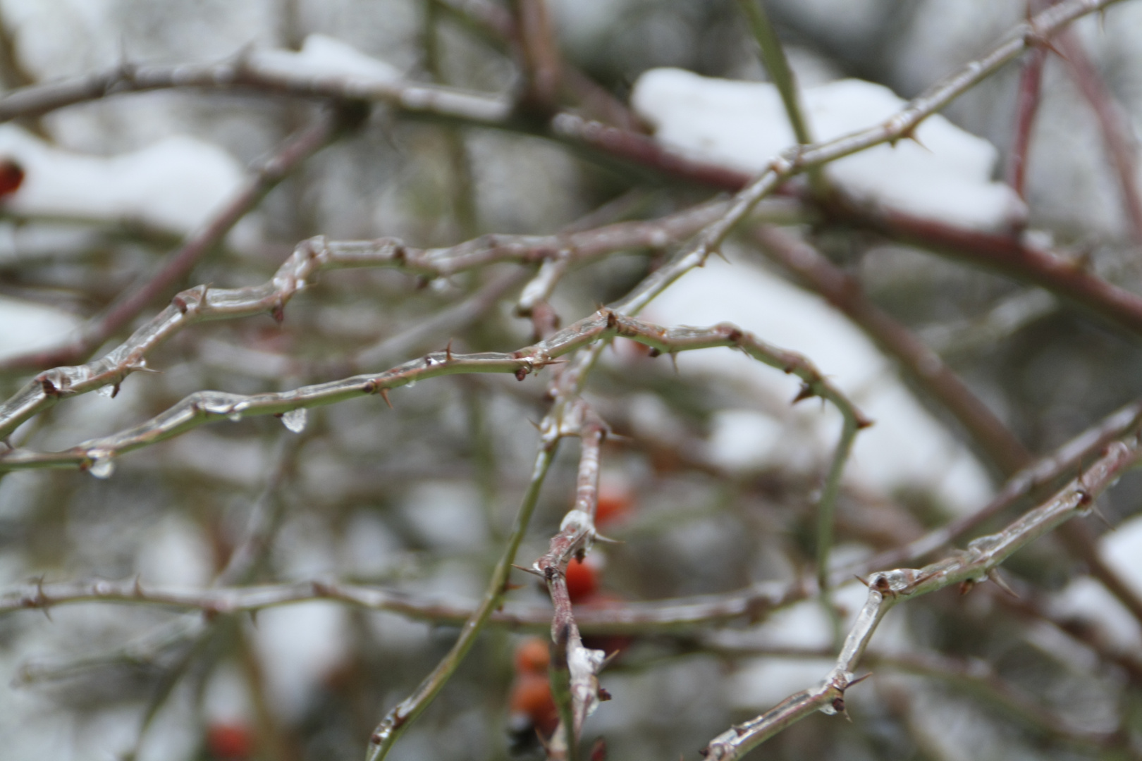 Hagebutte im Winter