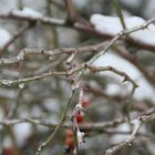 Hagebutte im Winter