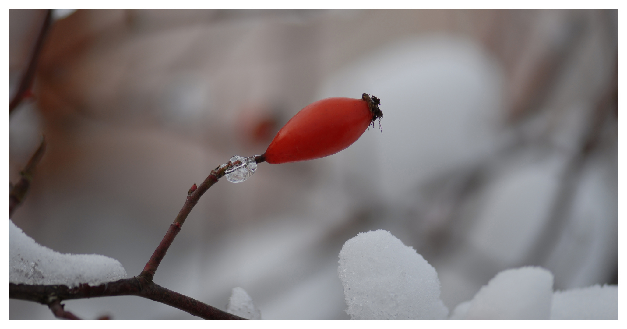 Hagebutte im Winter