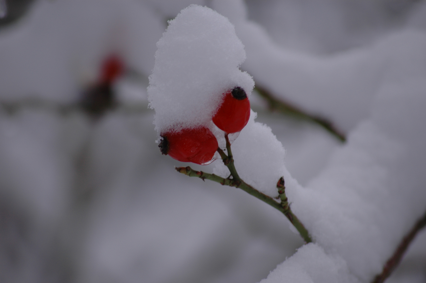 Hagebutte im Winterkleid