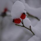 Hagebutte im Winterkleid