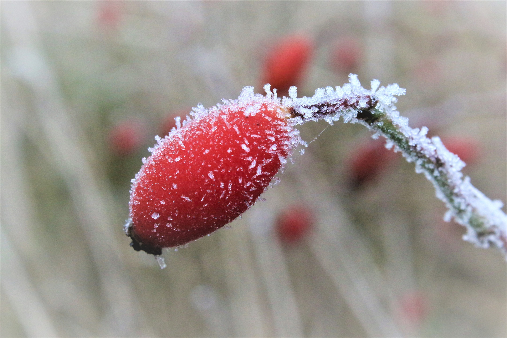 Hagebutte im Winterkleid