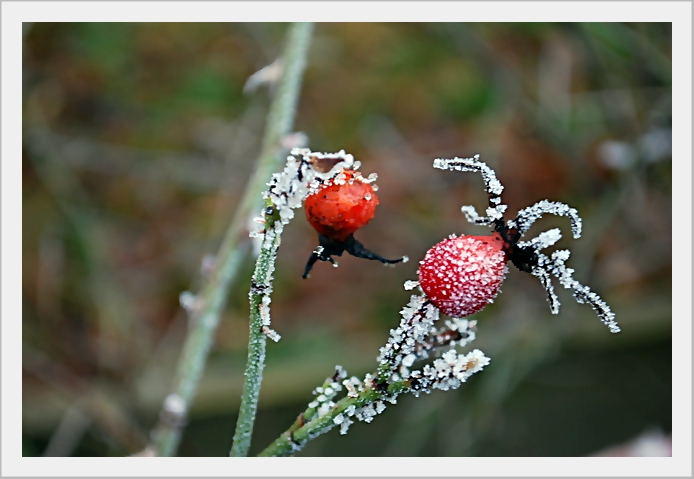 hagebutte im wintermantel