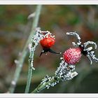 hagebutte im wintermantel