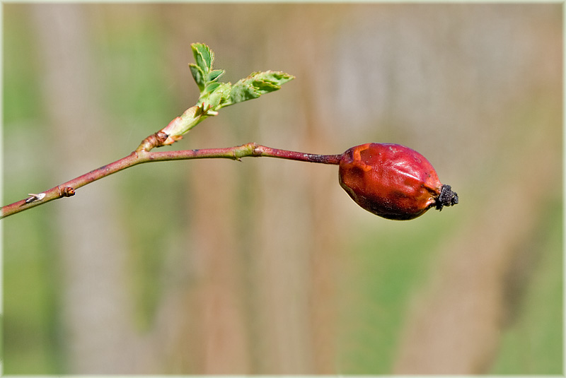 Hagebutte mit alter Frucht und frischem Blatt