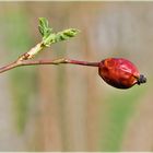 Hagebutte mit alter Frucht und frischem Blatt