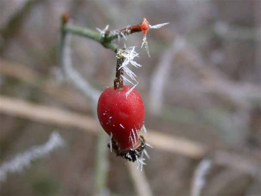 Hagebutte mit Eiszäpfchen