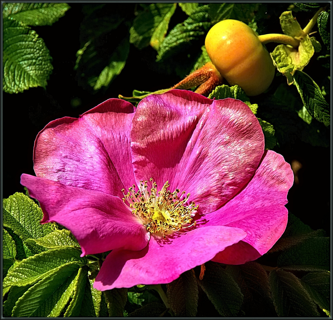 Hagebutte mit Frucht