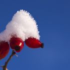 Hagebutte mit Schneehäubchen