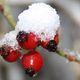 Hagebutte mit Schneehupchen