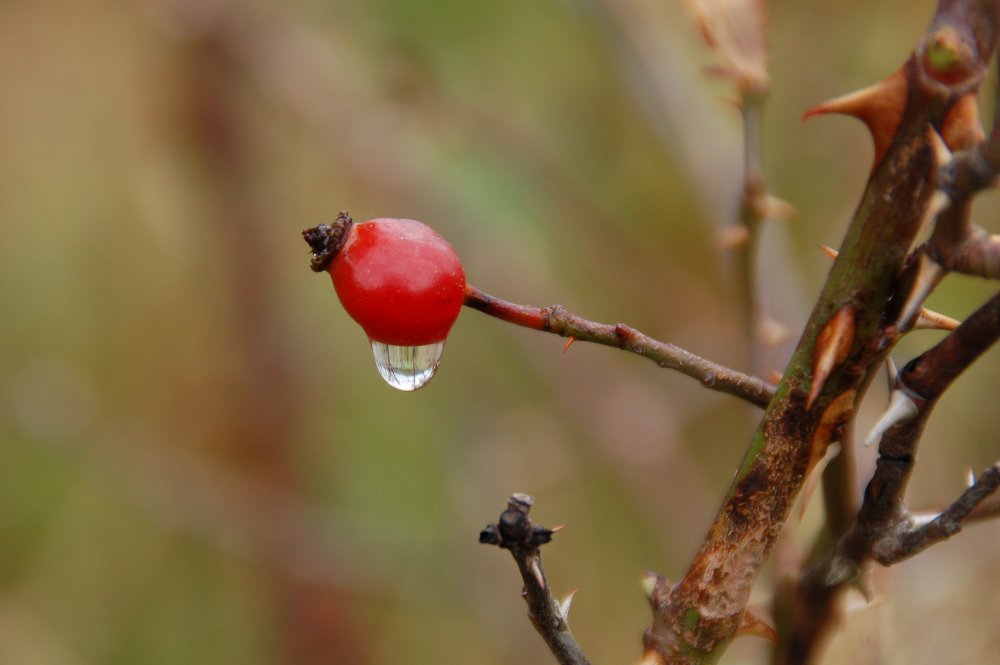 Hagebutte nach dem Regen