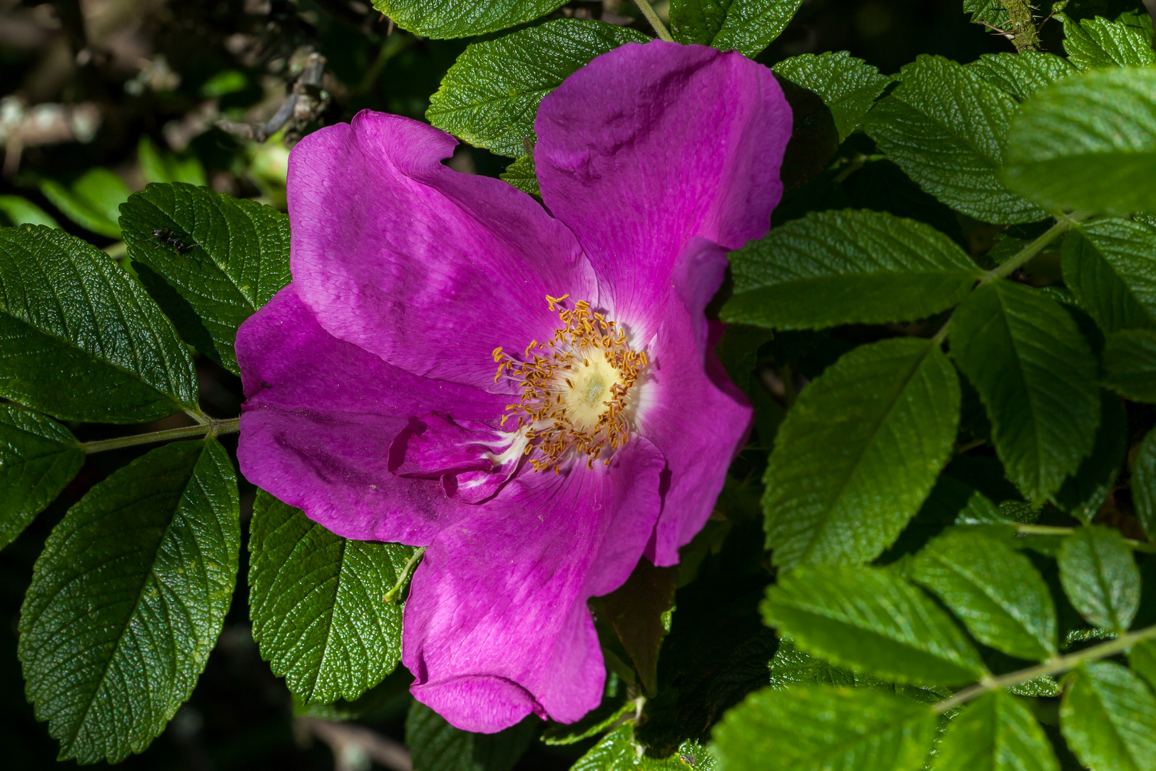 hagebutte? nein kartoffelrose