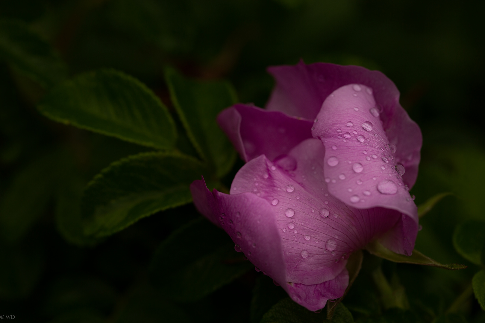 Hagebutte (Rosa canina)