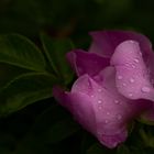 Hagebutte (Rosa canina)