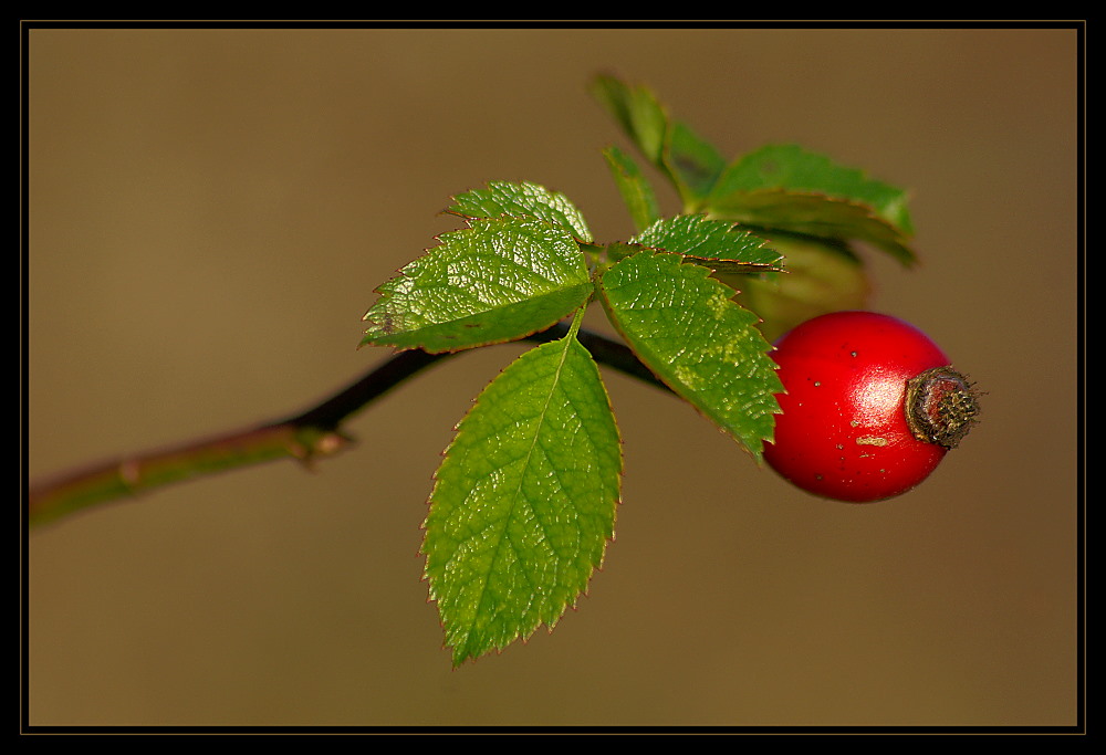 Hagebutte (Rosa canina)