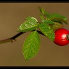 Hagebutte (Rosa canina)