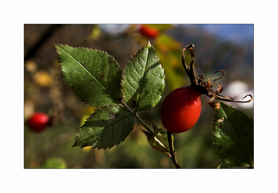 Hagebutte (Rosa Canina)