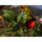 Hagebutte (Rosa Canina)