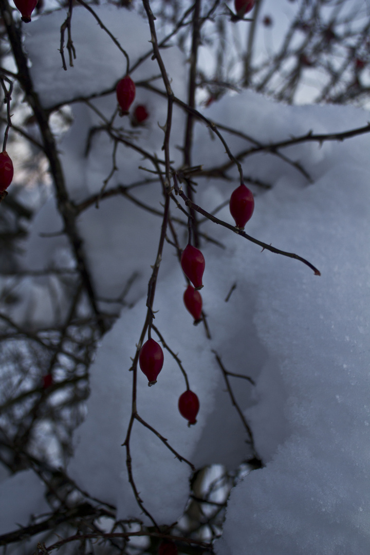 Hagebutte " Rosa canina" Hundsrose