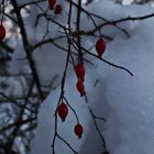 Hagebutte " Rosa canina" Hundsrose