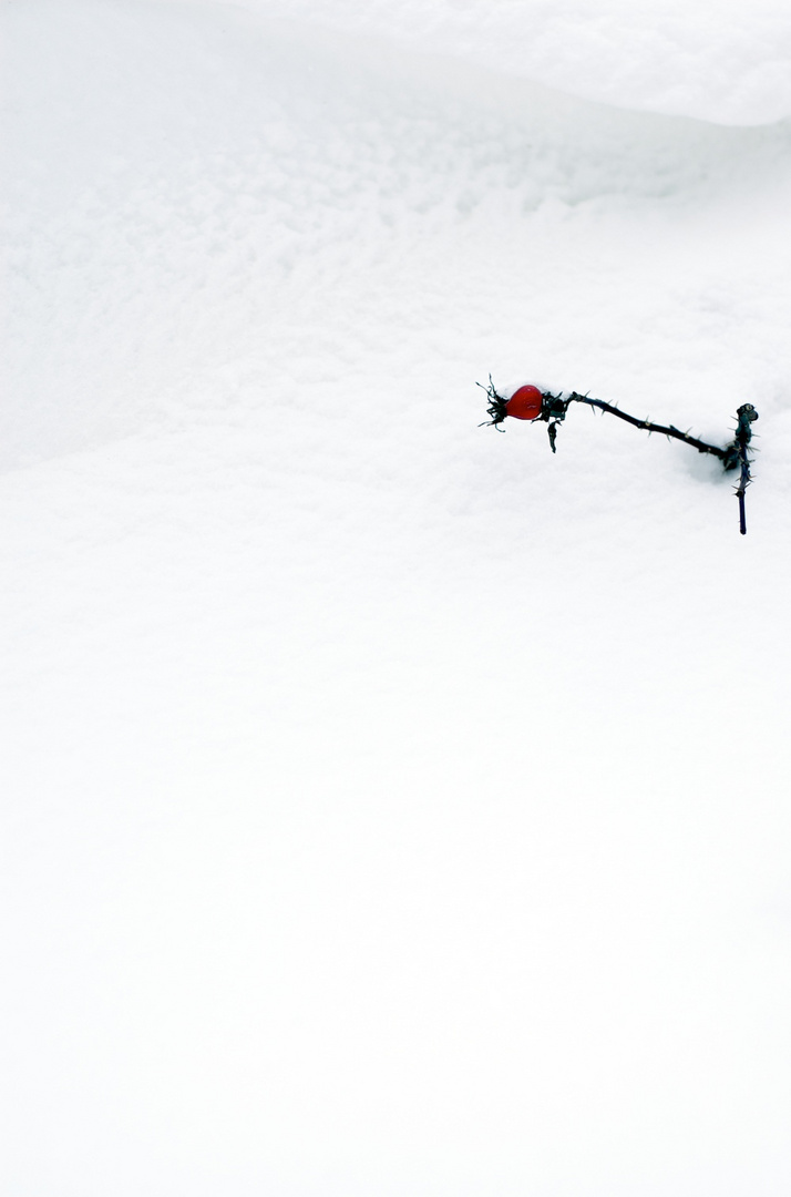 Hagebutte trotzt dem Schnee