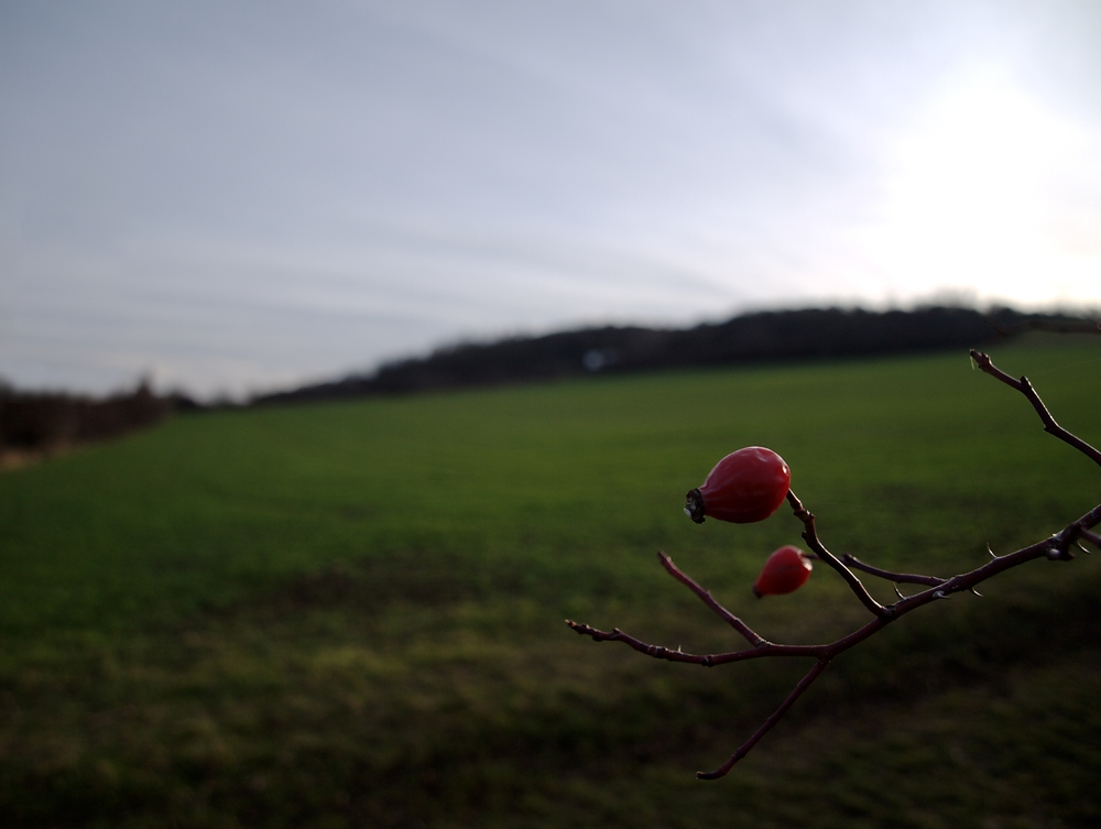 Hagebutte vor winterlicher Weide (2)