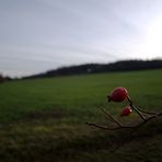 Hagebutte vor winterlicher Weide (2)