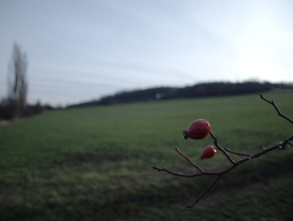 Hagebutte vor winterlicher Weide