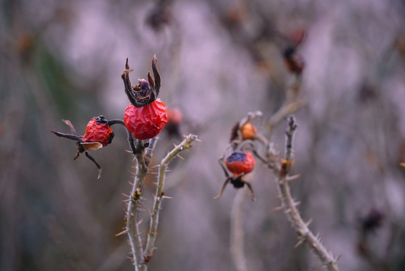 Hagebutte/Heckenrose im Winter 