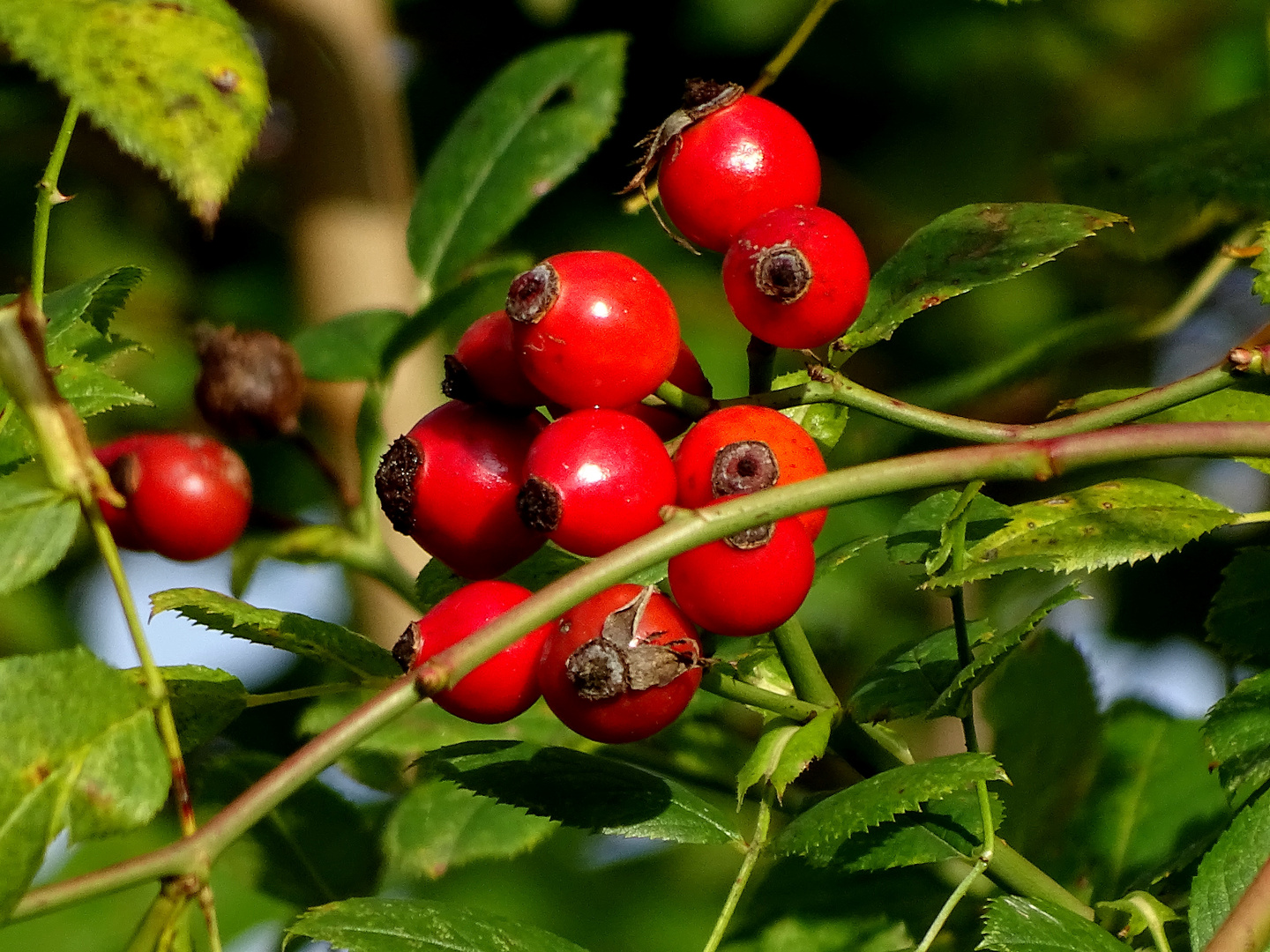 Hagebutten Foto &amp; Bild | natur, landschaft, pflanzen Bilder auf ...