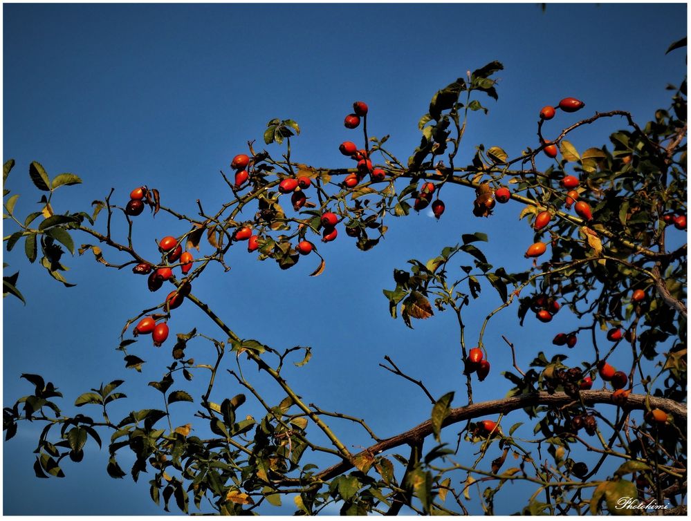 Hagebutten Foto &amp; Bild | spezial, himmel, natur Bilder auf fotocommunity