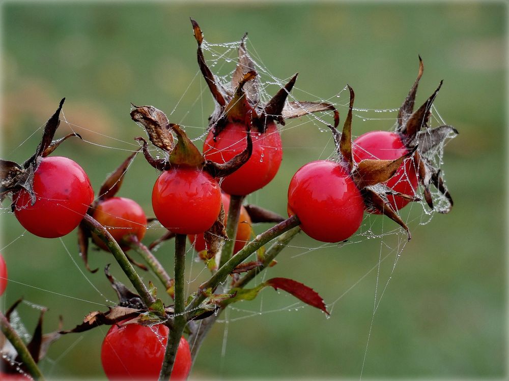 Hagebutten Foto &amp; Bild | natur, pflanzen, hagebutten Bilder auf ...