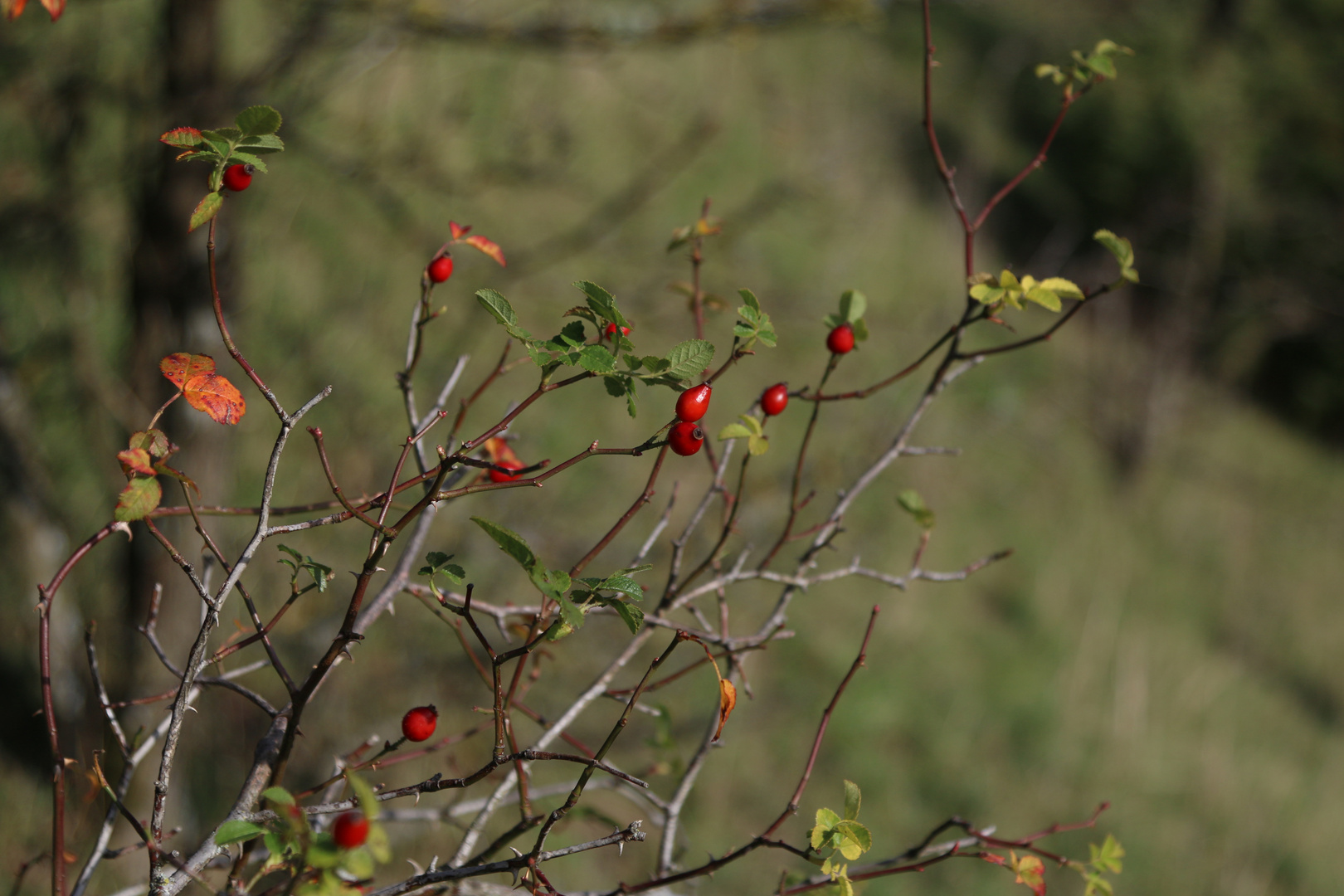 Hagebutten Foto &amp; Bild | pflanzen, pilze &amp; flechten, getreide und ...