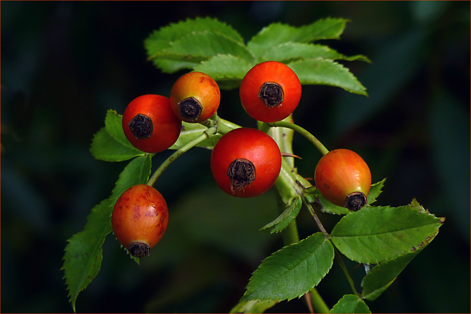 Hagebutten Foto &amp; Bild | natur Bilder auf fotocommunity