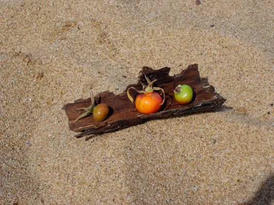 Hagebutten am Strand