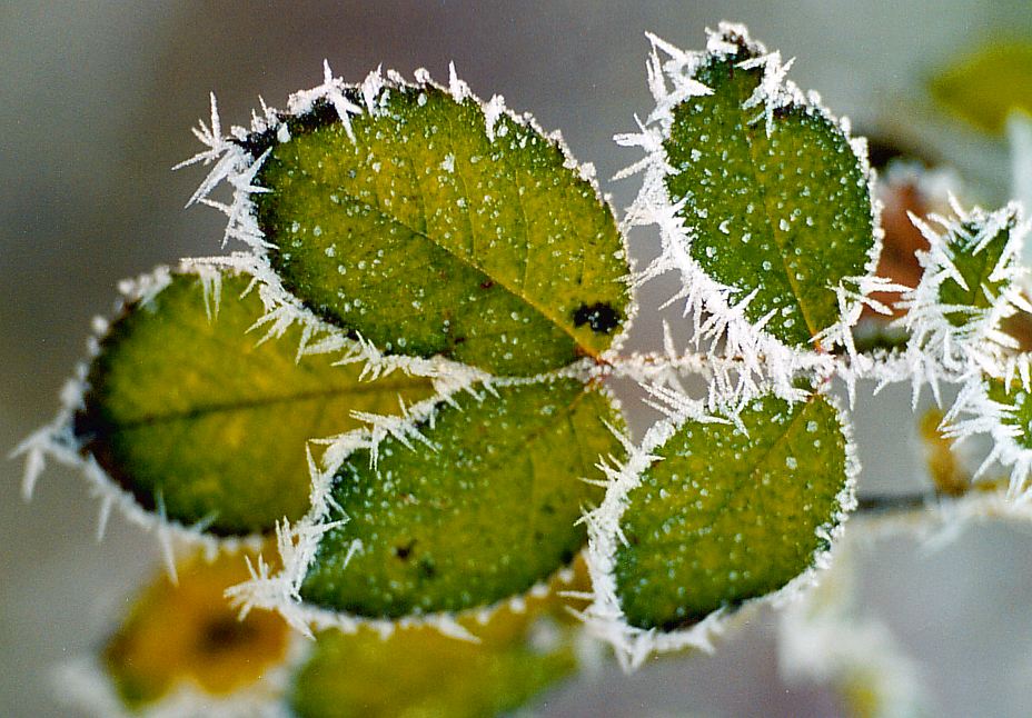 Hagebutten-Blatt mit "Eiszapfen"