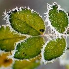 Hagebutten-Blatt mit "Eiszapfen"