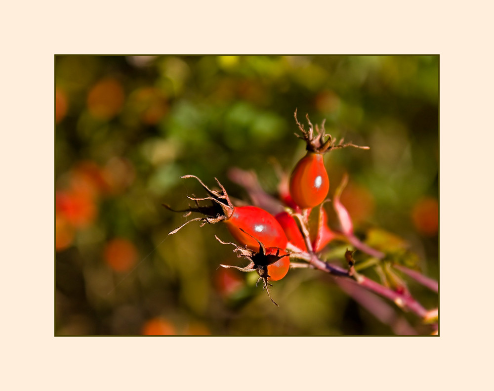 Hagebutten der Hundsrose (Rosa canina)