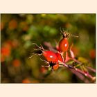 Hagebutten der Hundsrose (Rosa canina)