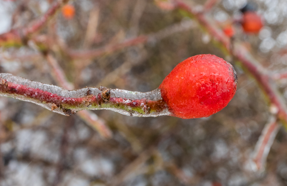 Hagebutten-Eis