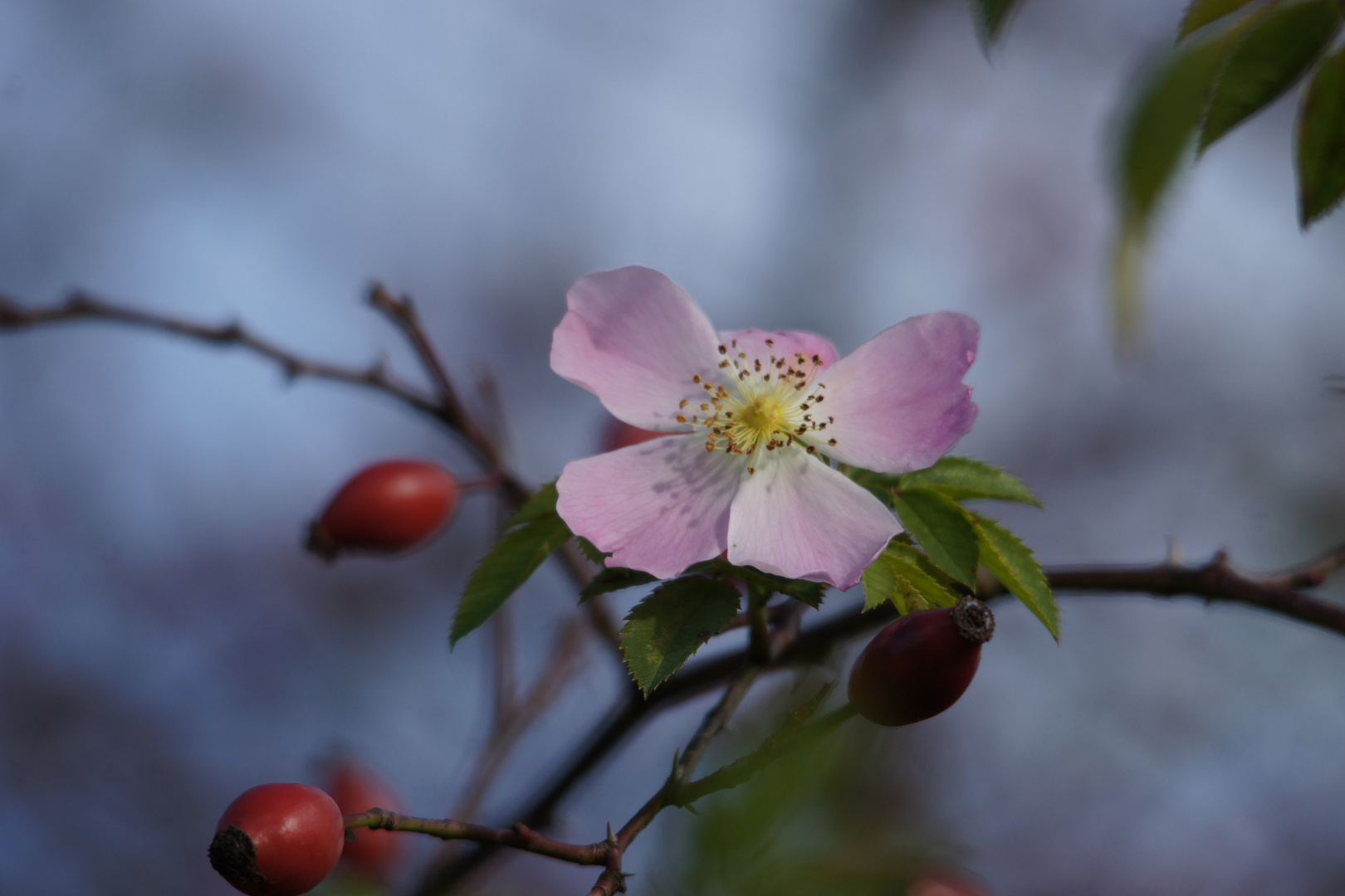 Hagebutten Frucht +Blüte 17.11.2014