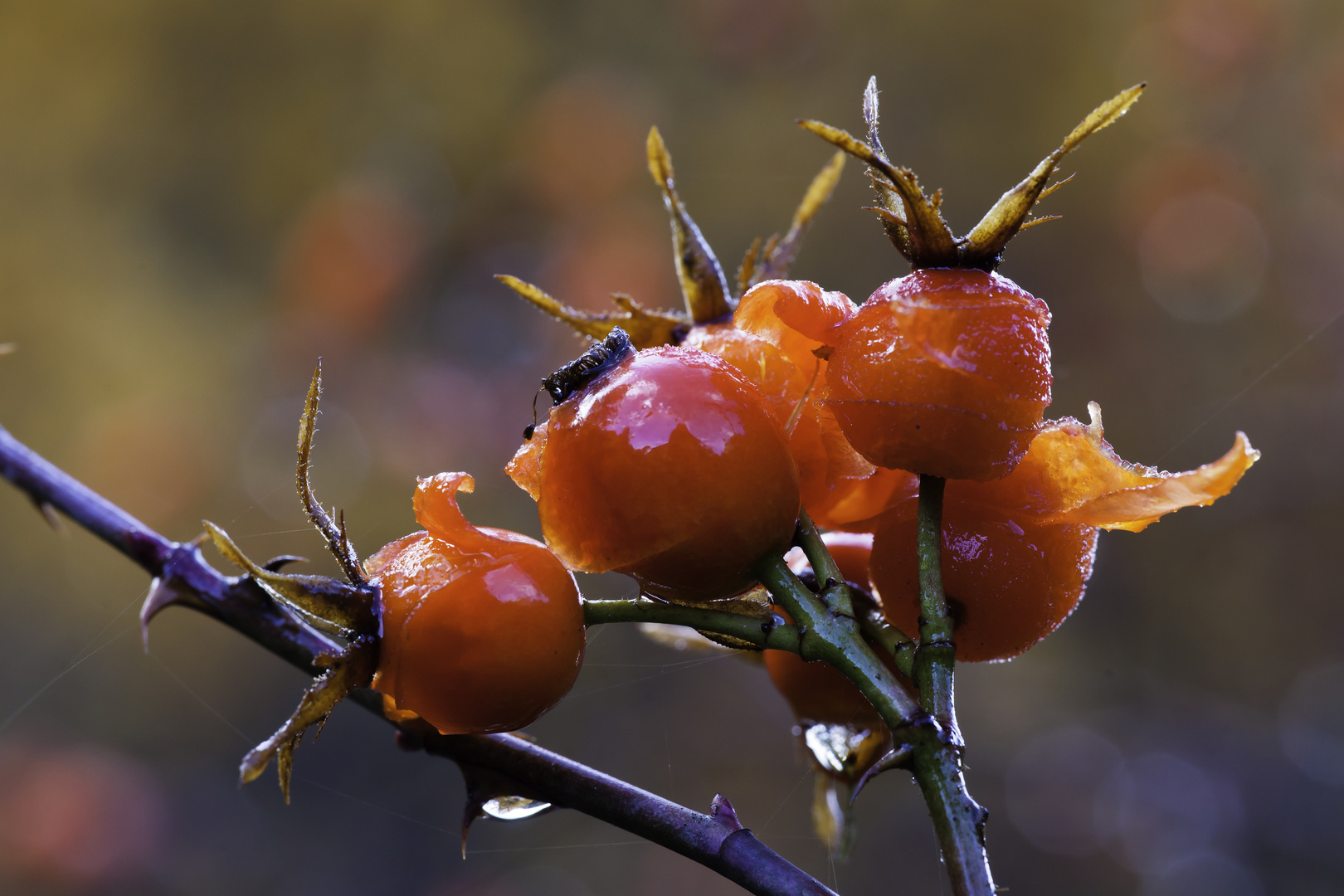 Hagebutten Glace