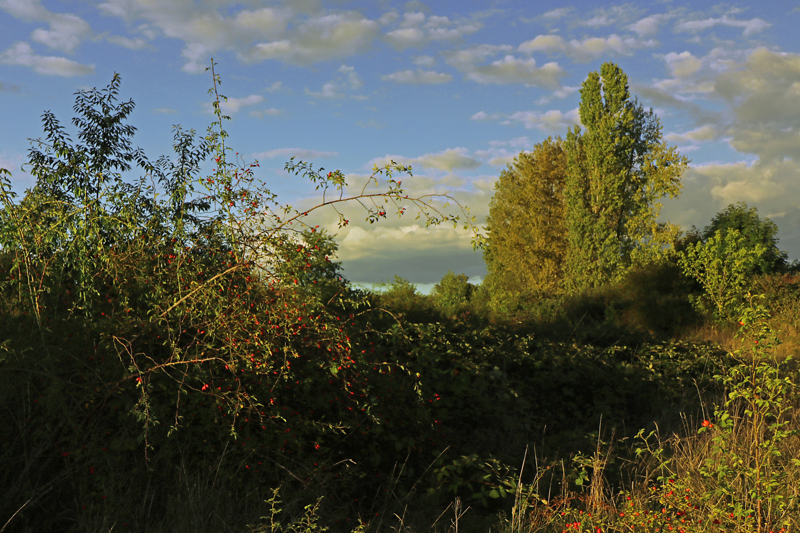 Hagebutten im Abendlicht