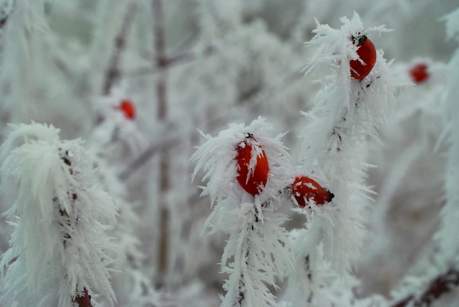 Hagebutten im Frostmantel