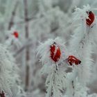 Hagebutten im Frostmantel