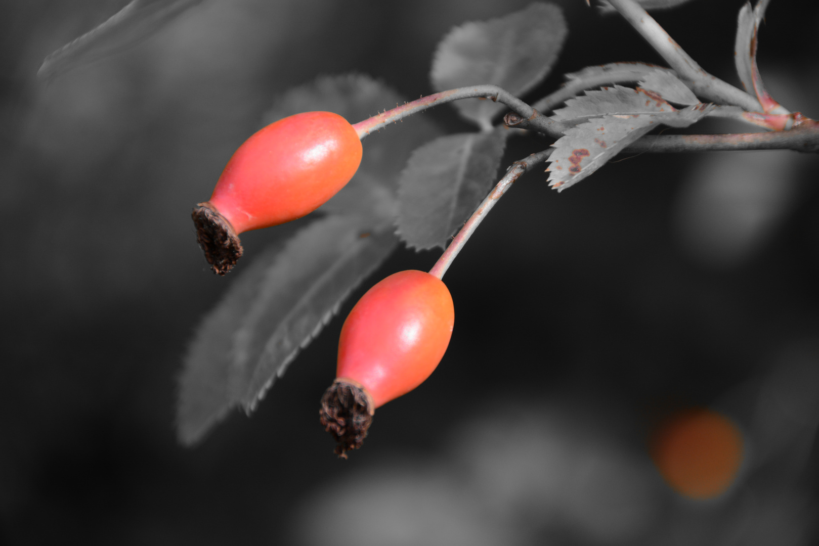 Hagebutten im Garten