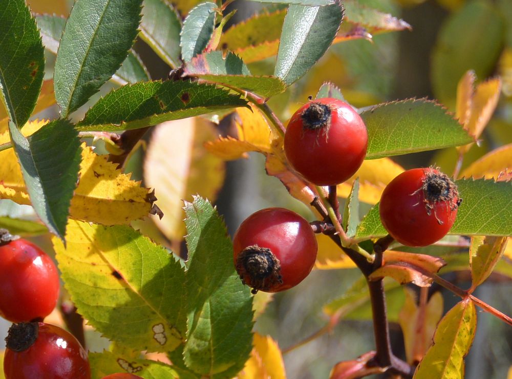 Hagebutten im Herbst Foto &amp; Bild | jahreszeiten, natur, hagebutten ...