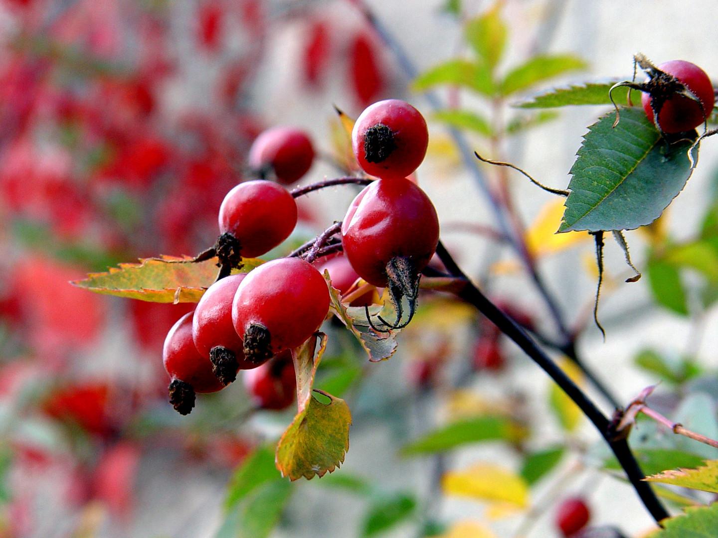 Hagebutten im Herbst