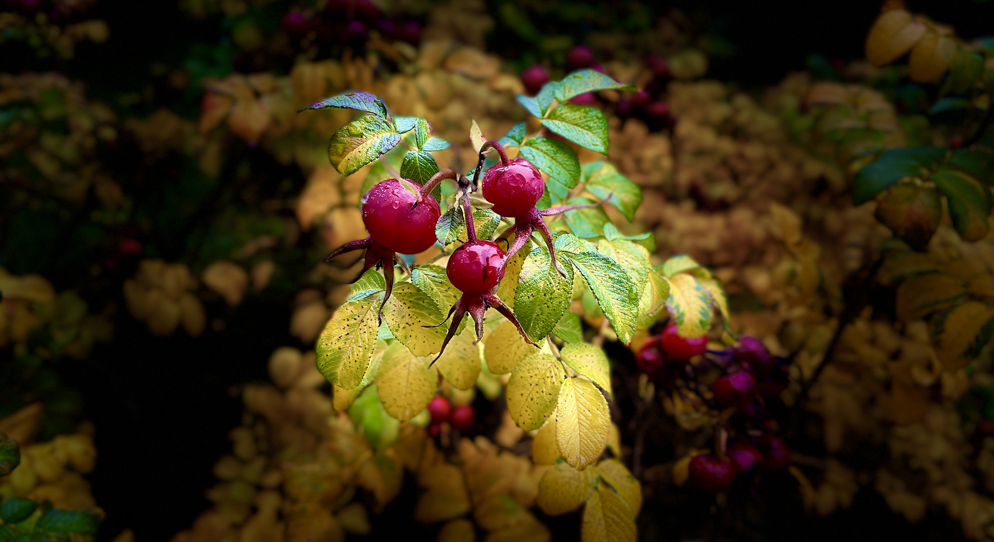 Hagebutten im Herbst