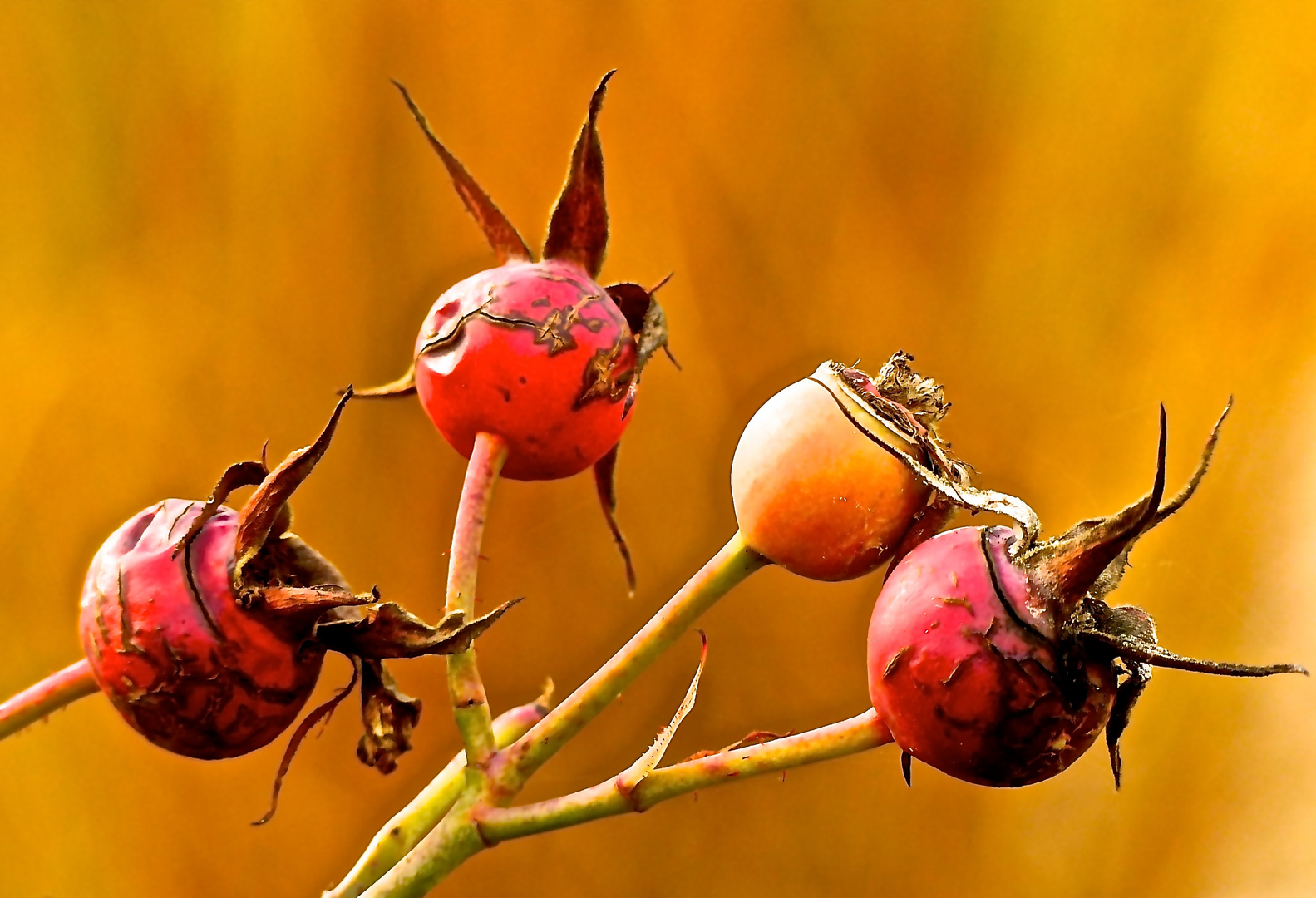 Hagebutten im Herbst